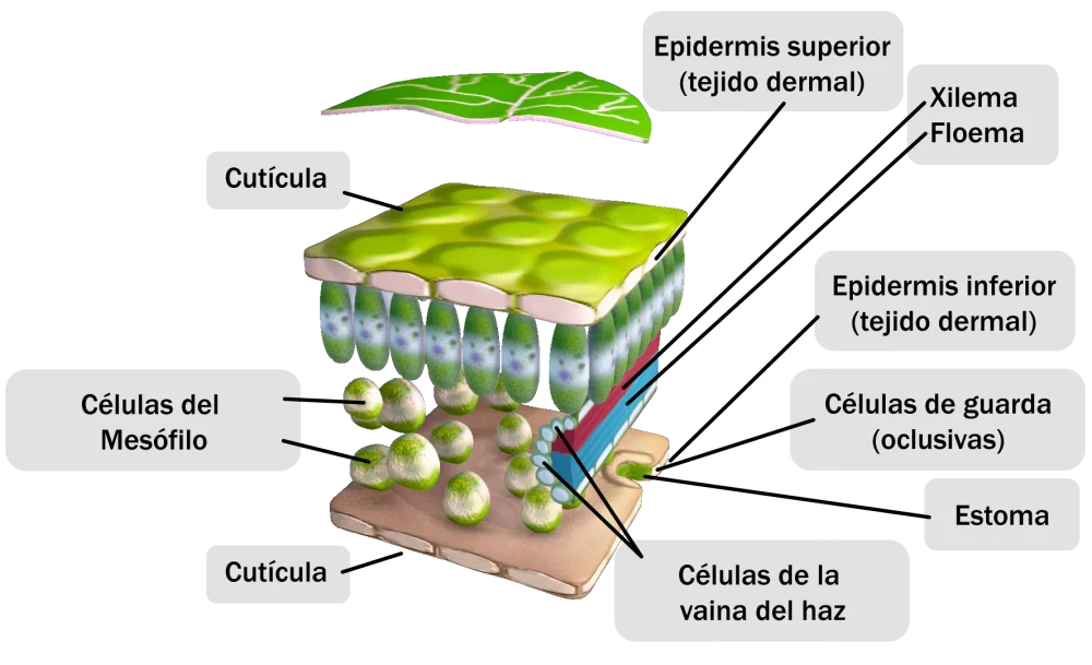 Diferencia entre las células del mesófilo y las células de la vaina del haz