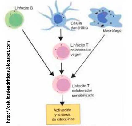 Diferencia entre las células dendríticas y las células de Langerhans