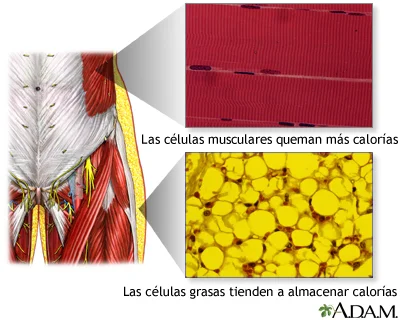 Diferencia entre las células grasas y las células musculares