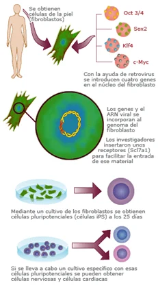 Diferencia entre las células madre embrionarias y las células madre pluripotentes inducidas