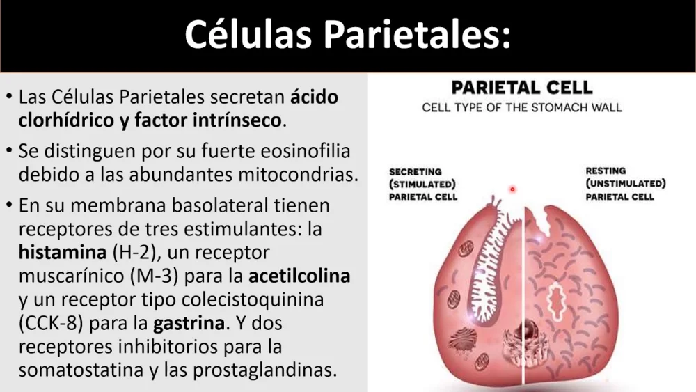 Diferencia entre las células parietales y principales