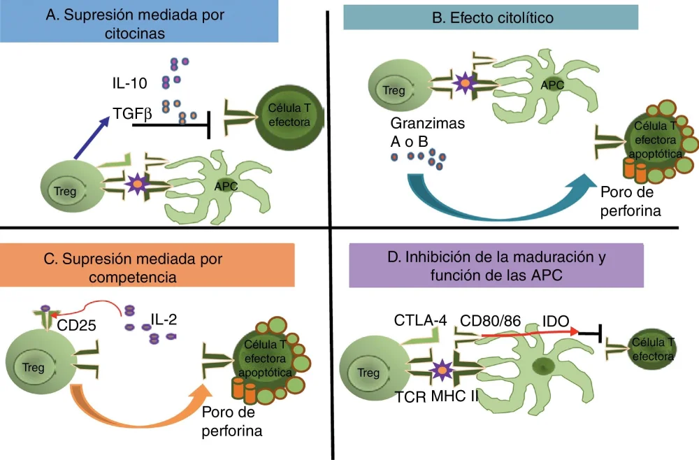 Diferencia entre las células T auxiliares y las células T reguladoras