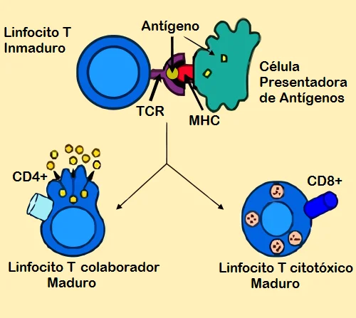 Diferencia entre las células T CD4 y CD8