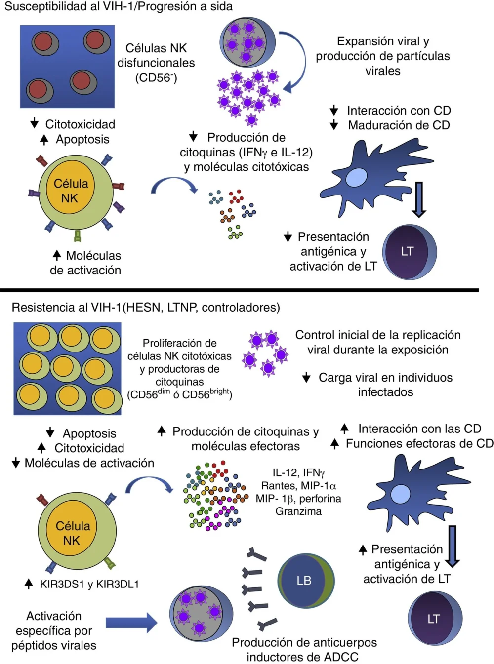 Diferencia entre las células T citotóxicas y las células asesinas naturales