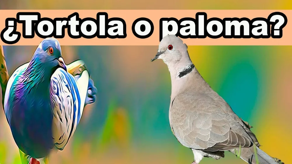 Diferencia entre paloma y tórtola