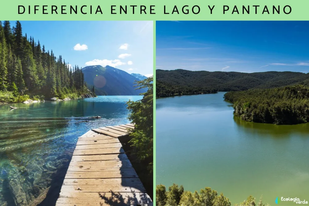 Diferencia entre pantano y ciénaga