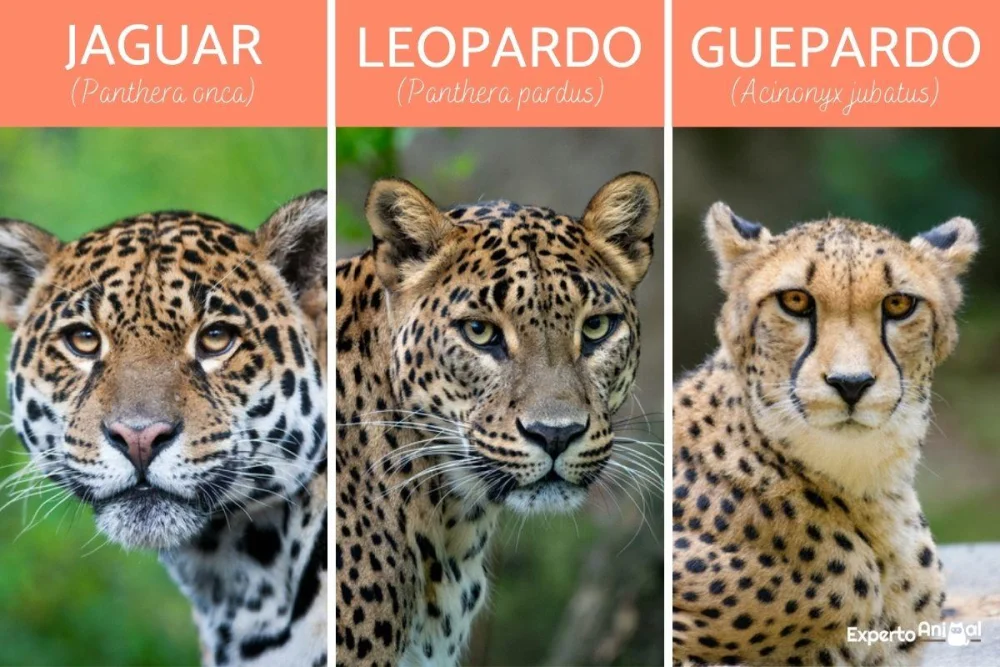 Diferencia entre pantera y leopardo