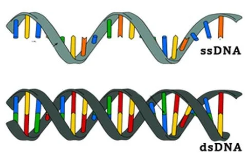 Diferencia entre ssDNA y dsDNA