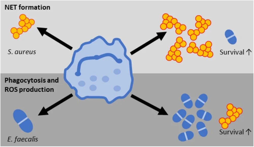 Diferencia entre Staphylococcus aureus y Enterococcus faecalis
