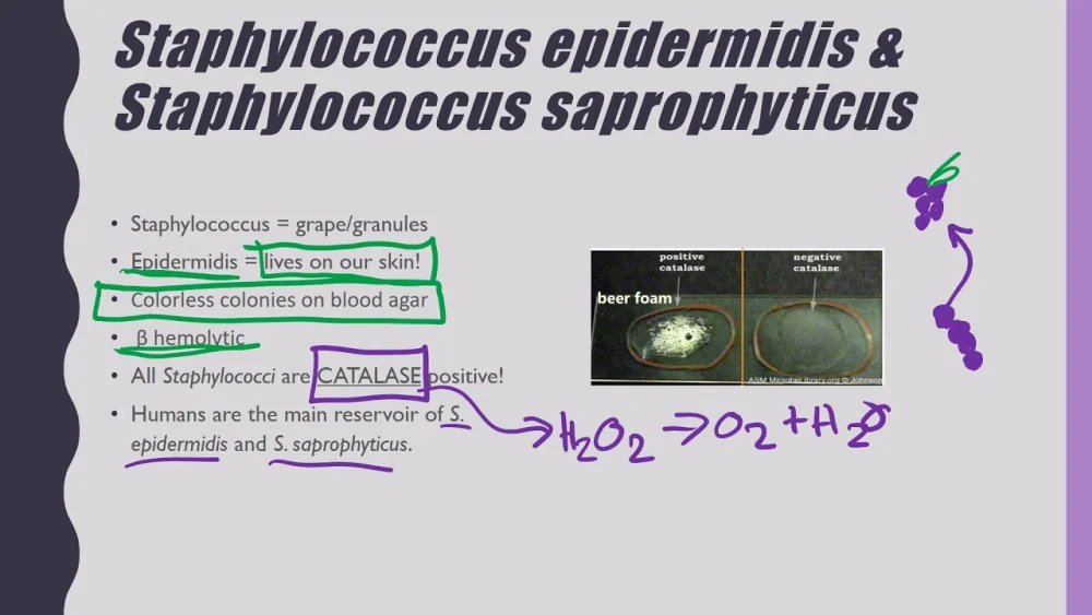 Diferencia entre Staphylococcus epidermidis y Staphylococcus saprophyticus