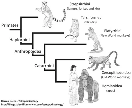 Diferencia entre Strepsirrhini y Haplorhini