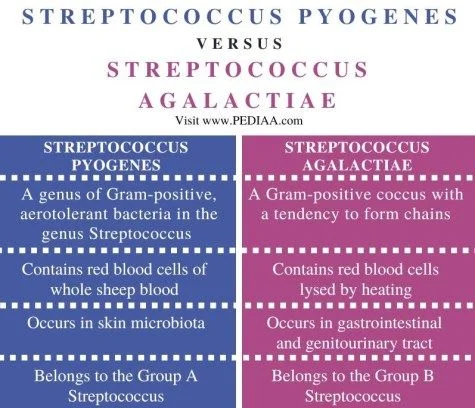 Diferencia entre Streptococcus pyogenes y Streptococcus agalactiae