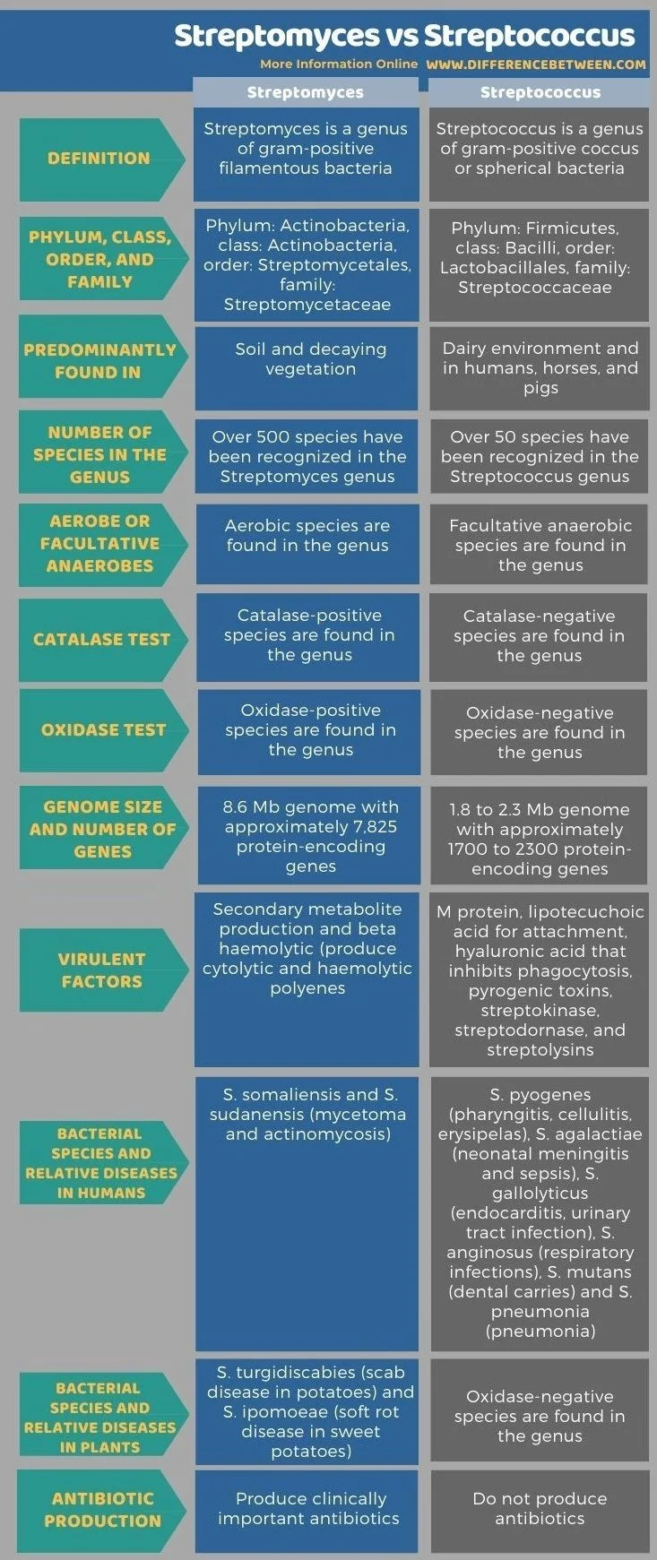 Diferencia entre Streptomyces y Streptococcus