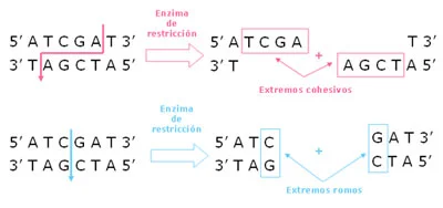 Diferencia entre las enzimas de restricción tipo 1 2 y 3