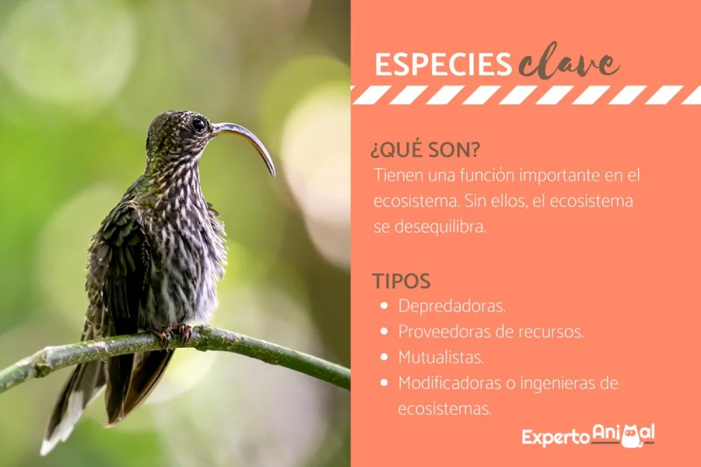 Diferencia entre las especies clave y las especies fundadoras