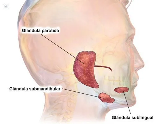Diferencia entre las glándulas parótida submandibular y sublingual