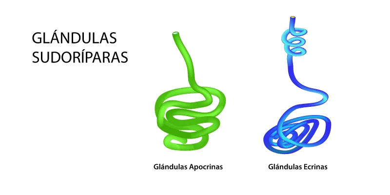 Diferencia entre las glándulas sudoríparas apocrinas y ecrinas