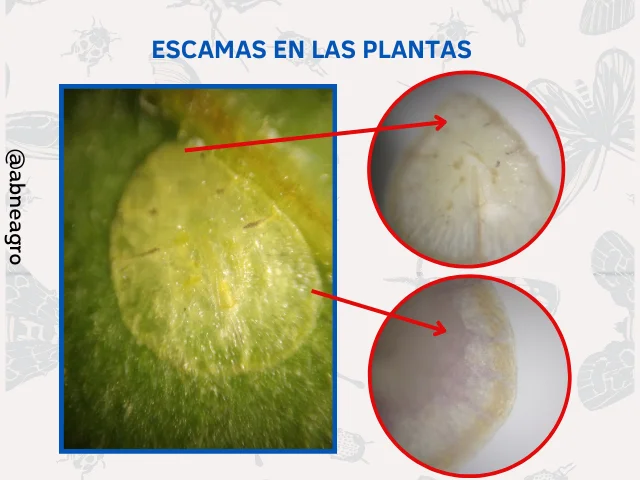Diferencia entre las hojas de follaje y las hojas de escama