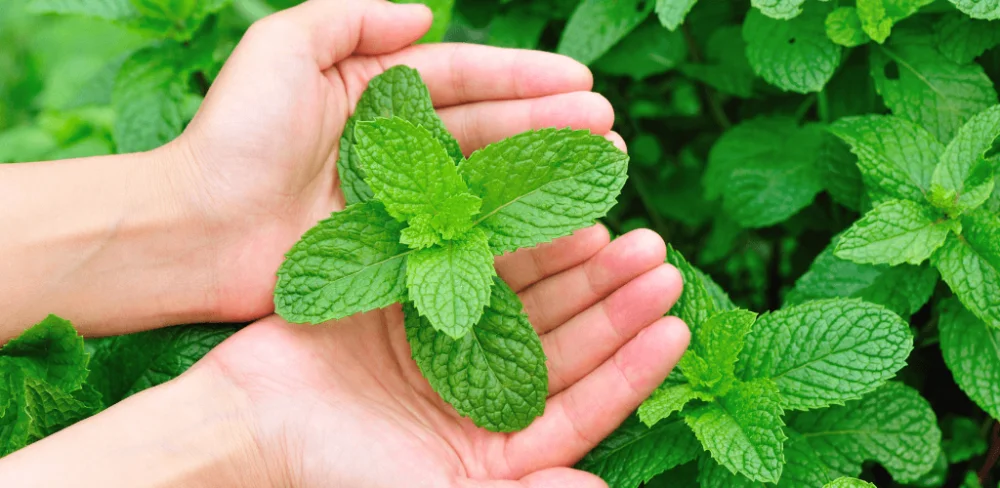 Diferencia entre las hojas de menta y las hojas aromáticas