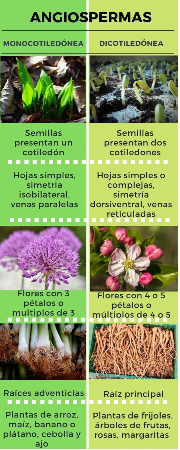 Diferencia entre las hojas de monocotiledóneas y dicotiledóneas