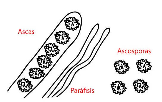 Diferencia entre paráfisis y basidio