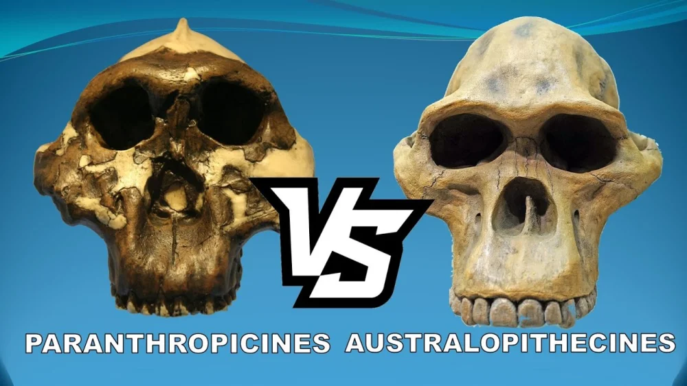 Diferencia entre Paranthropus y Australopithecus