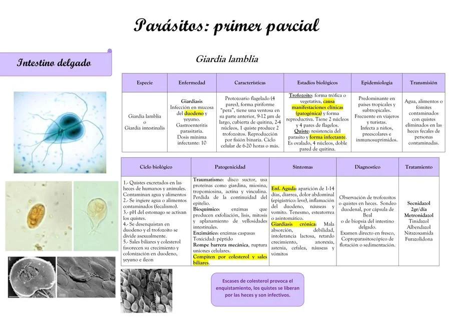 Diferencia entre parásito total y parásito parcial