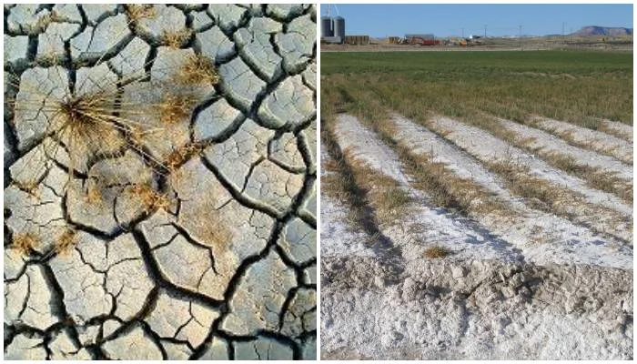 Diferencia entre suelo sódico y salino