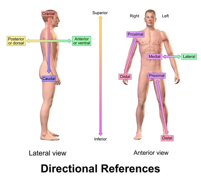 Diferencia entre superior e inferior en anatomía