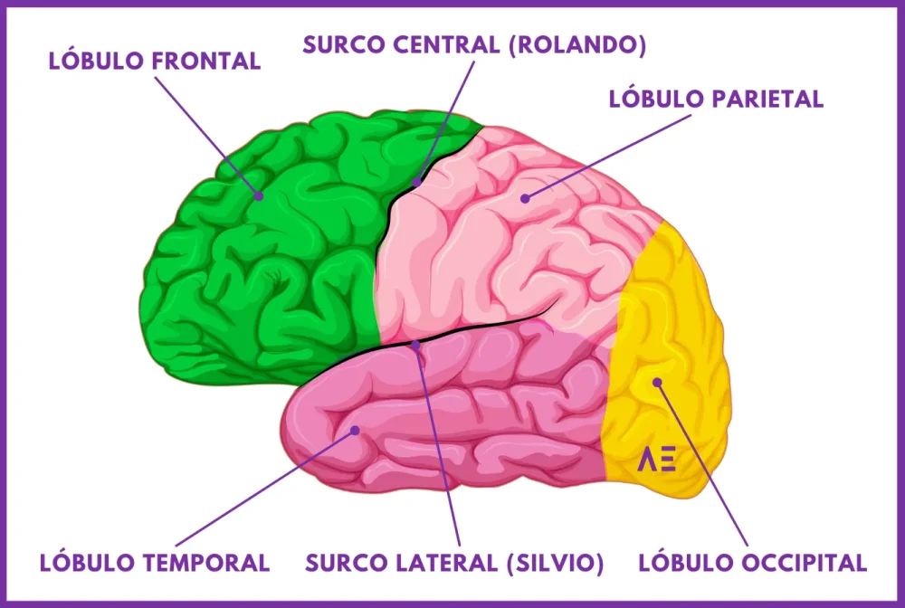 Diferencia entre surco y fisura