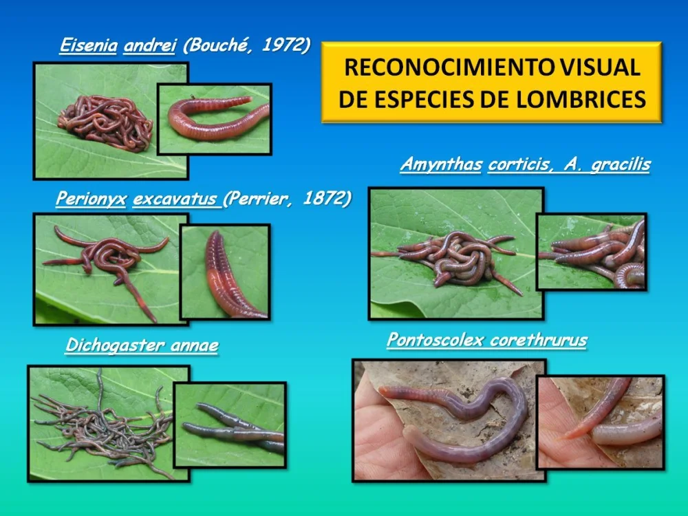 Diferencia entre las lombrices de tierra y las lombrices de compost