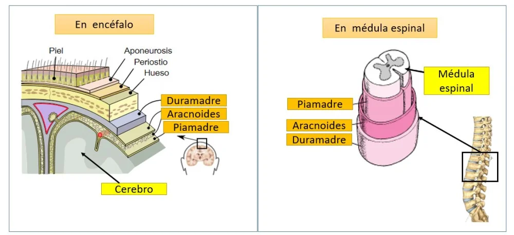 Diferencia entre las meninges craneales y espinales