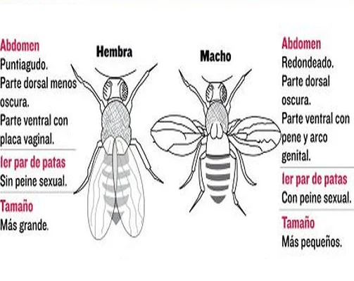 Diferencia entre las moscas de la fruta macho y hembra