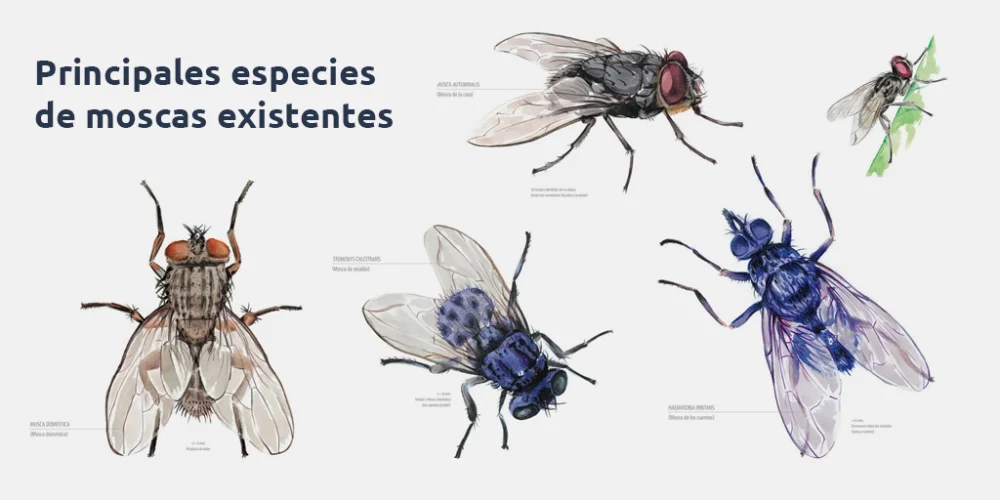 Diferencia entre las moscas domésticas y las moscas de los racimos