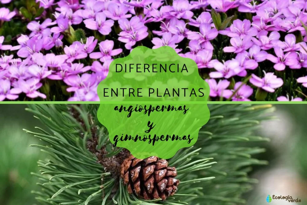 Diferencia entre las plantas con flores y las coníferas