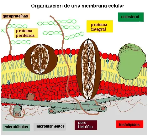 Diferencia entre las proteínas integrales periféricas y de superficie