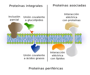 Diferencia entre las proteínas transmembrana y periféricas