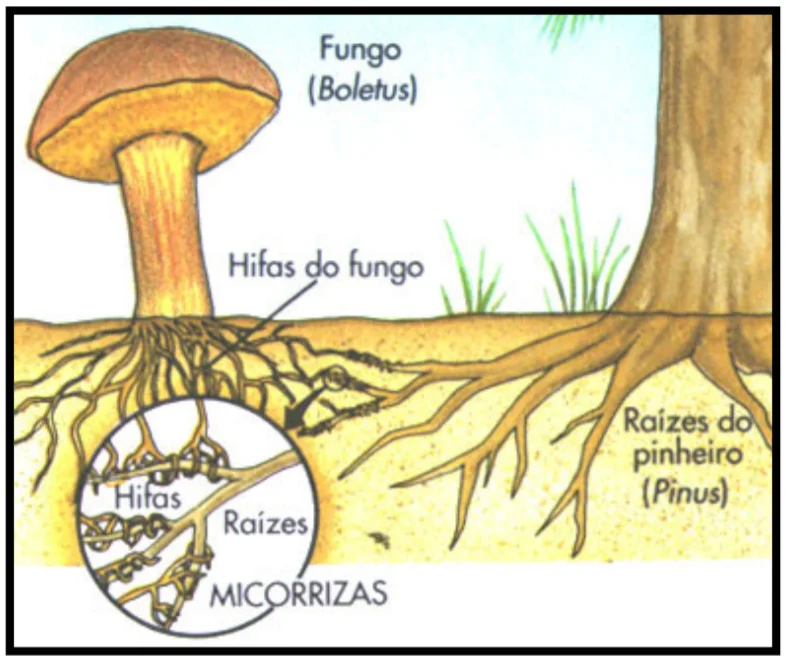 Diferencia entre las raíces parásitas y las micorrizas