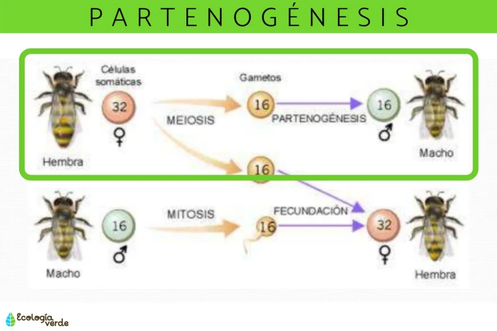 Diferencia entre partenogénesis apomíctica y automíctica