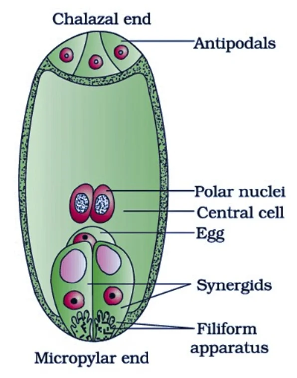 Diferencia entre Synergid y Egg Cell