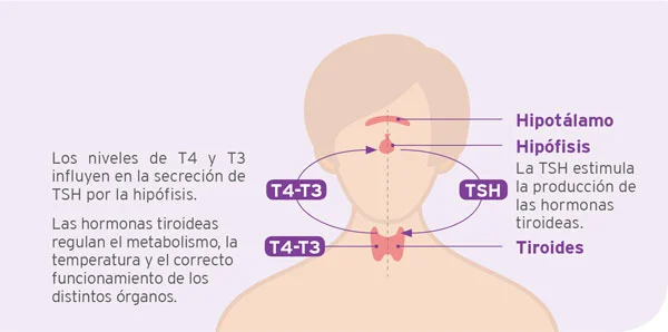 Diferencia entre T3 y T4