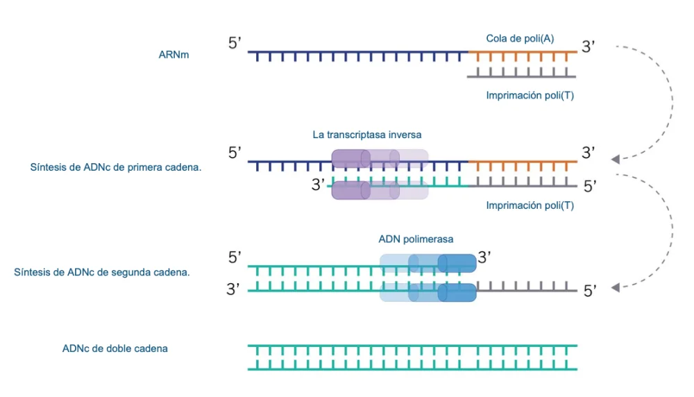 Diferencia entre las sondas de ADN y ARN