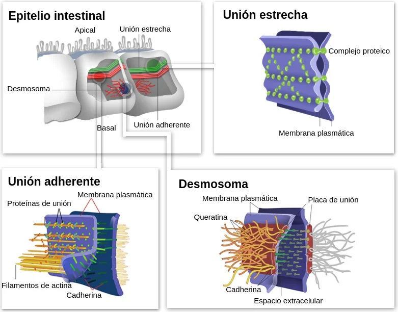 Diferencia entre las uniones adherentes y los desmosomas