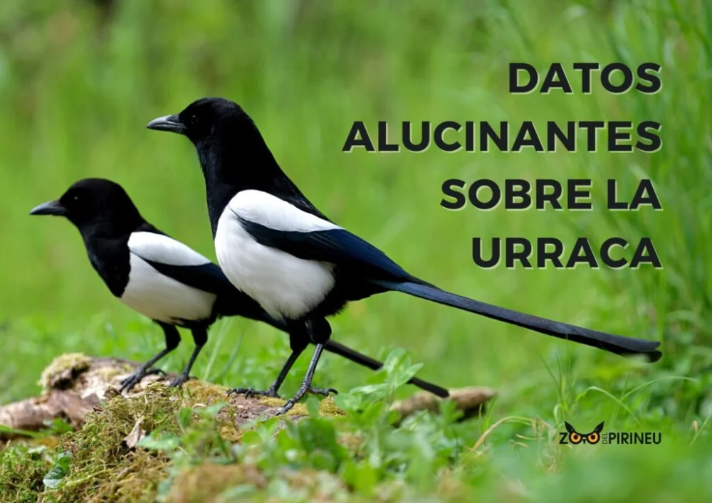 Diferencia entre las urracas macho y hembra