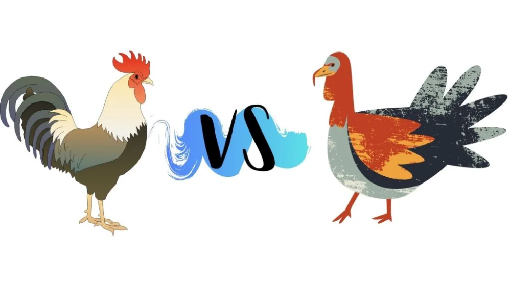 Diferencia entre pavo y pollo
