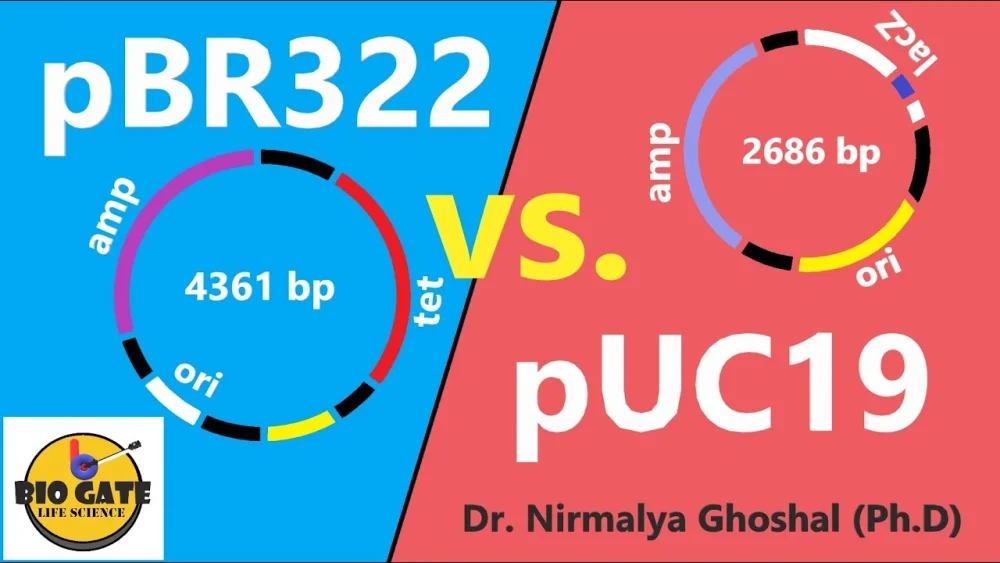 Diferencia entre pBR322 y pUC19