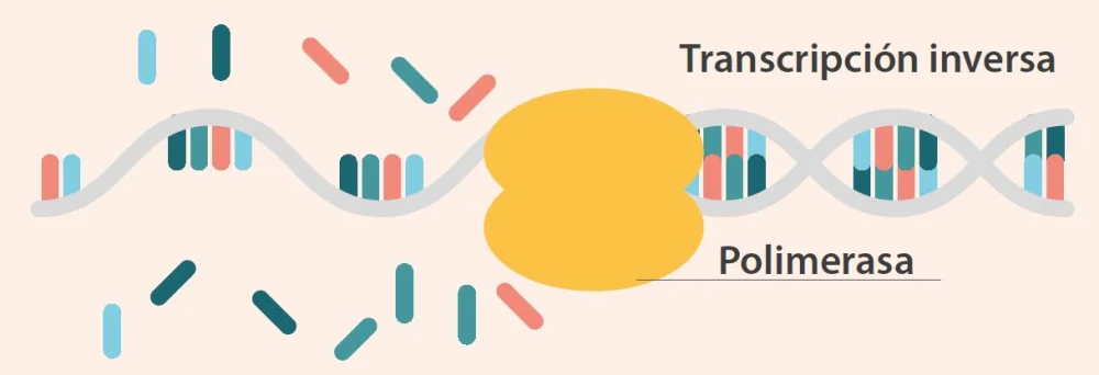 Diferencia entre PCR en tiempo real y PCR con transcriptasa inversa