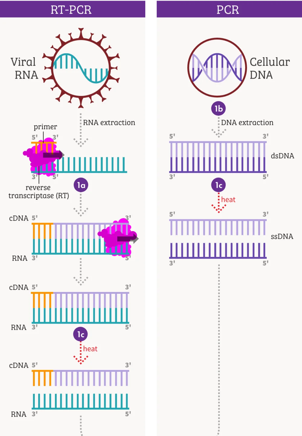 Diferencia entre PCR y RT PCR