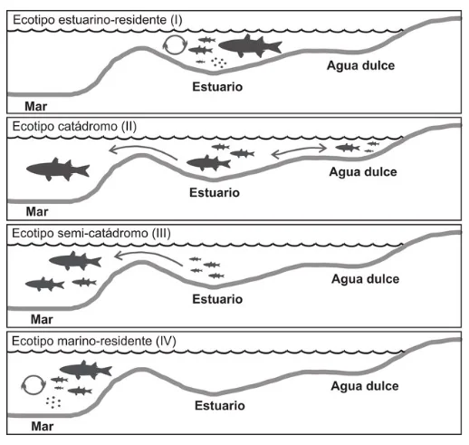 Diferencia entre peces anádromos y catádromos