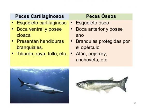 Diferencia entre peces óseos y cartilaginosos